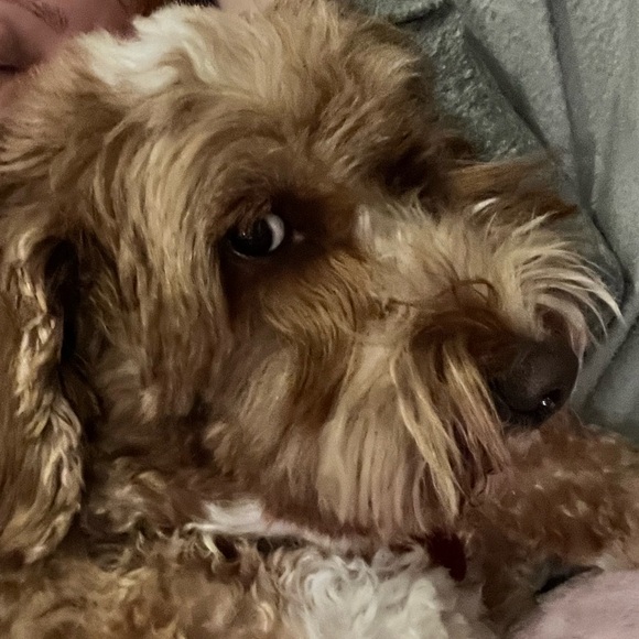 Easy Stitch DIY Dog Bandana Kit - Picture 3 of 5